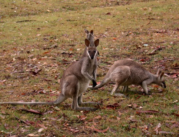 Kangaroos